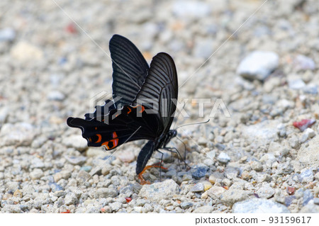 Black swallowtail ♀ Water absorption behavior 93159617