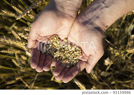 Close-up farmer's hands hold a handful of grains of wheat, rye in a wheat, rye field. A man's hand holds ripe grains of cereals on a blurred background of a grain field. Top view. Harvesting concept. Close-up farmer's hands hold a handful of grains of wheat, rye in a wheat, rye field. A man's hand holds ripe grains of cereals on a blurred background of a grain field. Top view. Harvesting concept. 93159986