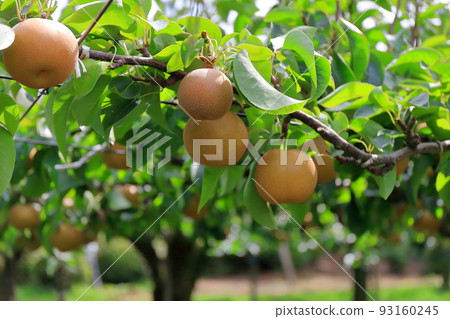 Rien image Rien image 93160245