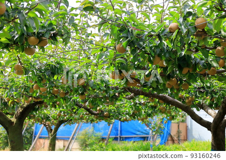 Rien image Rien image 93160246