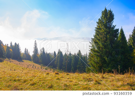 coniferous forest on the grassy hillside meadow. fog rising up in to the blue sky. cold sunny morning in autumn coniferous forest on the grassy hillside meadow. fog rising up in to the blue sky. cold sunny morning in autumn 93160359