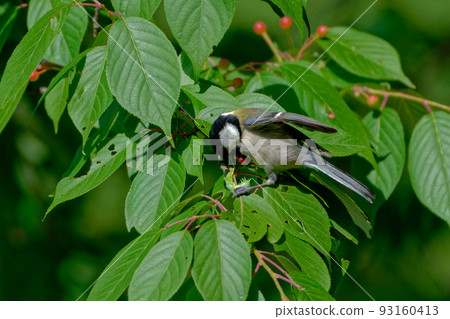 Great tit foraging Great tit foraging 93160413