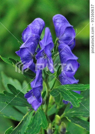 Aconite flowering 93160637