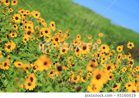 Sunflowers in full bloom under the summer sky 93160819