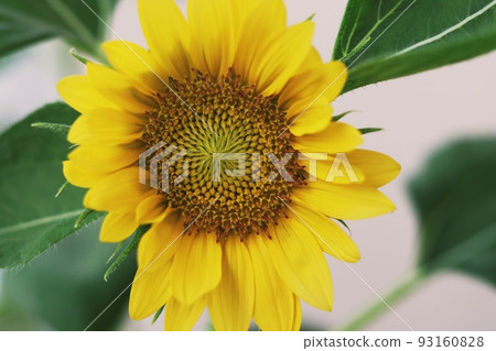 一朵小向日葵在盆栽中綻放。 93160828