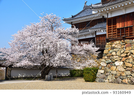 春天的福知山城 93160949