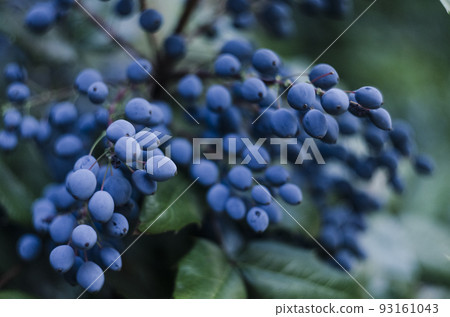 Mahogany holly with blue-violet berries photo bush 93161043