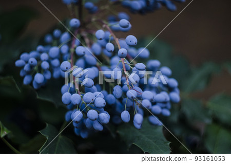 Mahogany holly with blue-violet berries photo bush 93161053