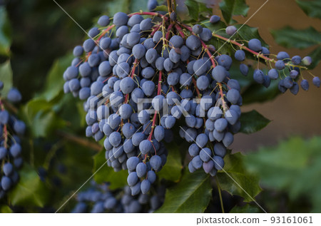 Mahogany holly with blue-violet berries photo bush 93161061
