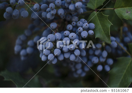 Mahogany holly with blue-violet berries photo bush 93161067