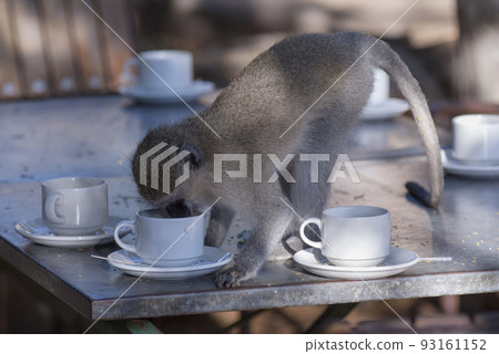 Vervet monkey,Kruger National Park,South Africa 93161152