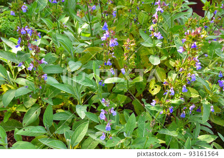 Common Sage Common Sage 93161564