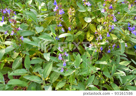 Common Sage Common Sage 93161586