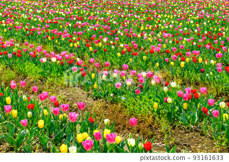 鬱金香田野風景“道路站原尻瀑布”大分縣豐後小野市 93161633