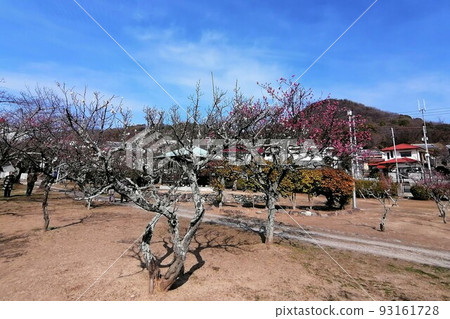Plum garden with white and red plum blossoms Plum garden with white and red plum blossoms 93161728