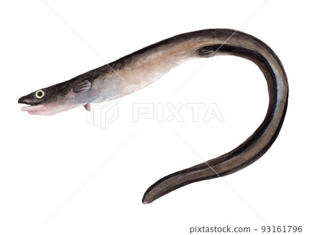 黑鰻魚手繪水彩畫 黑鰻魚手繪水彩畫 93161796