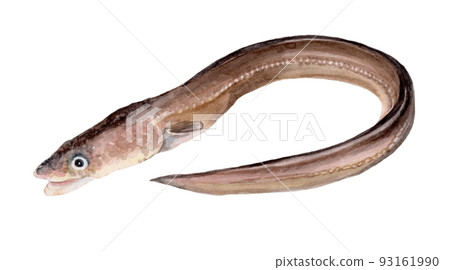 Hand-painted watercolor painting of black eel Hand-painted watercolor painting of black eel 93161990