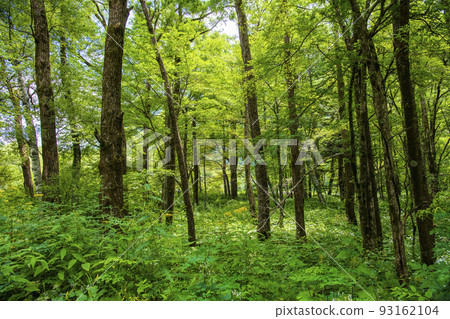 茂密的森林 93162104