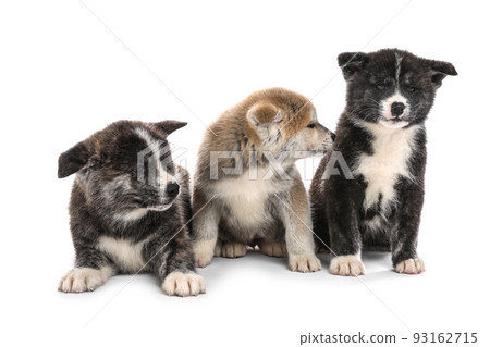 Cute Akita inu puppies on white background. Friendly dogs Cute Akita inu puppies on white background. Friendly dogs 93162715