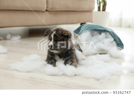 Cute Akita inu puppy playing with ripped pillow filler indoors. Mischievous dog Cute Akita inu puppy playing with ripped pillow filler indoors. Mischievous dog 93162747