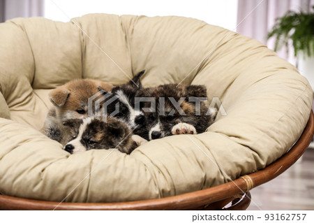 Akita inu puppies in papasan chair indoors. Cute dogs 93162757
