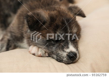 Akita inu puppy on pillow. Cute dog 93162759