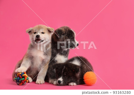 Cute Akita inu puppies with toys on pink background. Friendly dogs Cute Akita inu puppies with toys on pink background. Friendly dogs 93163280