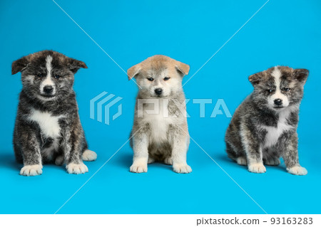 Cute Akita inu puppies on light blue background. Friendly dogs 93163283
