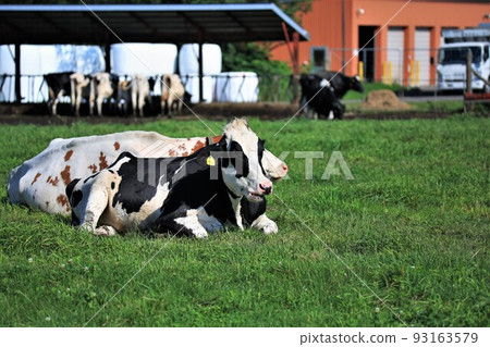 Ranch landscape-Holstein cow Ranch landscape-Holstein cow 93163579