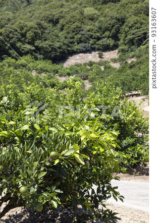 Lemon fields in Setoda-cho, Ikuchijima 93163607