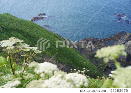夏天的開普埃里莫,白色的花朵和藍色的大海 夏天的開普埃里莫,白色的花朵和藍色的大海 93163676