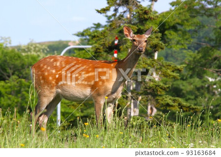 Ezo deer 93163684