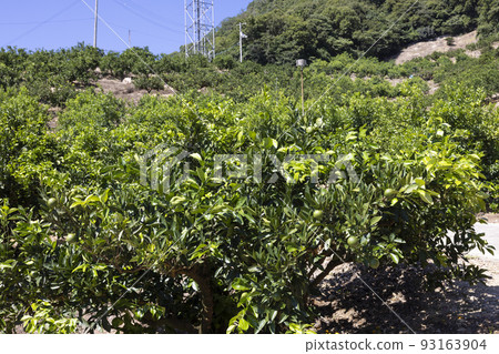 生口島瀨田町的檸檬田 生口島瀨田町的檸檬田 93163904