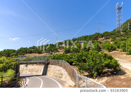 生口島瀨田町的檸檬田 93163905