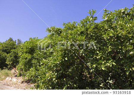 Lemon fields in Setoda-cho, Ikuchijima Lemon fields in Setoda-cho, Ikuchijima 93163918
