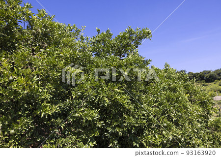 生口島瀨田町的檸檬田 93163920