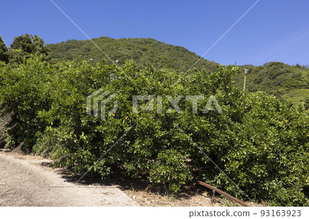 生口島瀨田町的檸檬田 93163923