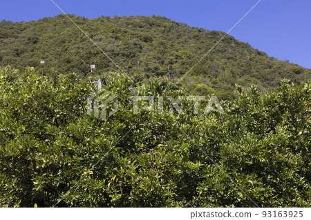 生口島瀨田町的檸檬田 生口島瀨田町的檸檬田 93163925