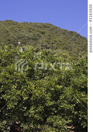 生口島瀨田町的檸檬田 生口島瀨田町的檸檬田 93163926