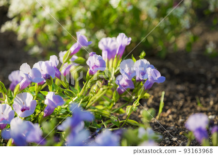 超級托雷尼亞卡塔利娜 93163968
