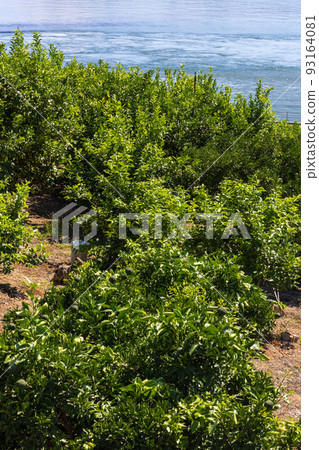 Lemon fields and Seto Inland Sea in Setoda Town, Ikuchi Island Lemon fields and Seto Inland Sea in Setoda Town, Ikuchi Island 93164081