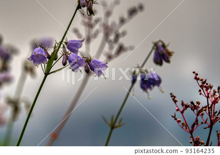 Hakusanshajin (Mt. Karamatsu) about to bloom in the last few hours 93164235