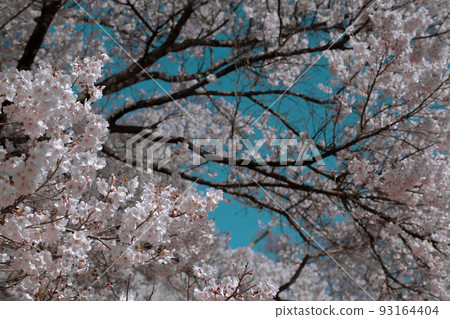 高櫻桃樹 93164404