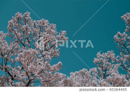 High cherry tree 93164405