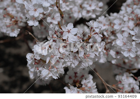 High cherry tree High cherry tree 93164409