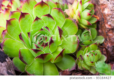 Rosettes of Sempervivum tectorum or the common houseleek Rosettes of Sempervivum tectorum or the common houseleek 93164427