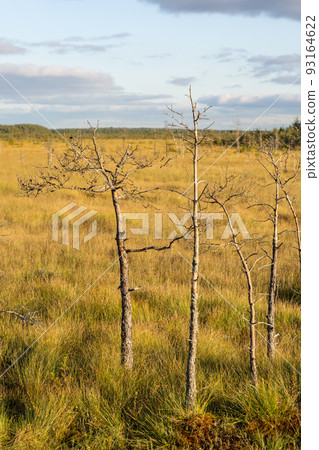 walk along the ecotrope in the forest or on the swamp and lake. autumn landscape in the suburbs. there are no people on the wooden paths  93164622