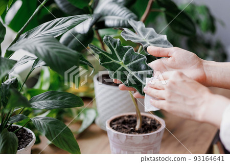woman waters flowers and takes care of green plants at home. A European woman entrepreneur in a flower shop. woman waters flowers and takes care of green plants at home. A European woman entrepreneur in a flower shop. 93164641