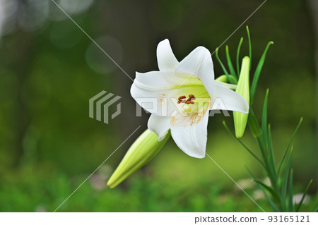 白色復活節百合花(夏季,八月) 白色復活節百合花(夏季,八月) 93165121