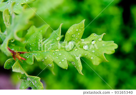 leaf with drops 93165340